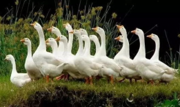 八鹅吃瓜菌娱乐圈